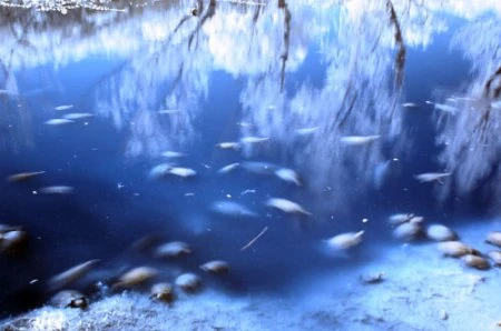 Độ tương phản màu đẹp lạ qua ảnh hồng ngoại ảnh 24