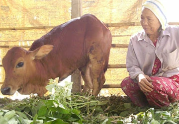 Con bò chỉ có hai chân ảnh 2