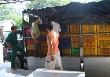 Phát hiện hơn 45.000 trứng vịt chưa qua kiểm dịch ảnh 1