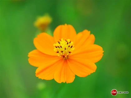 Tự học chụp ảnh - Chế độ Macro ảnh 3