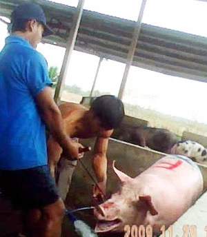 Về Long An coi bơm nước heo ảnh 2