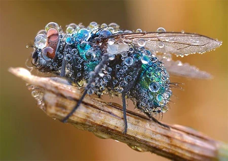 Ấn tượng về sự tinh khiết qua bộ ảnh chụp sương sớm ảnh 29