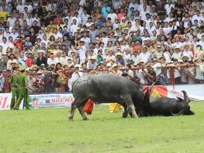 Hải Phòng tưng bừng lễ hội chọi trâu Đồ Sơn - 2010 ảnh 1