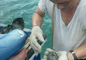 Trục vớt cổ vật, coi chừng bị tội ảnh 1