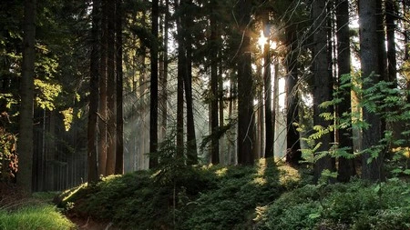 Màn hình desktop rực rỡ với bộ hình nền “nắng hè” ảnh 5