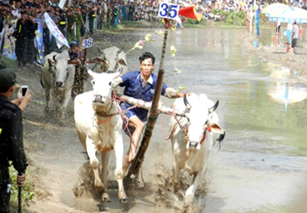 Khoảng 30.000 người xem đua bò Bảy Núi ảnh 1