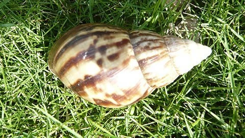 Viêm màng não, suýt mất mạng vì ăn ốc sên ảnh 1