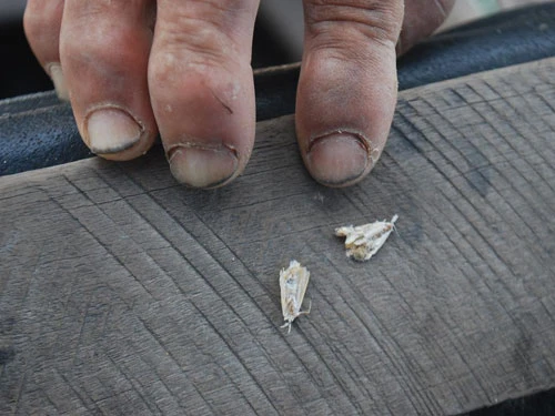 Ngứa phát điên vì bướm “lạ” ảnh 1