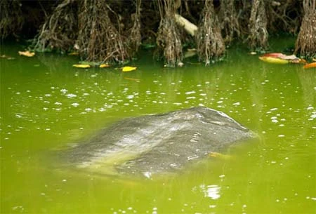 Cận cảnh cụ Rùa nổi trên hồ Gươm ảnh 7 Cận cảnh cụ Rùa nổi trên hồ Gươm ảnh 7