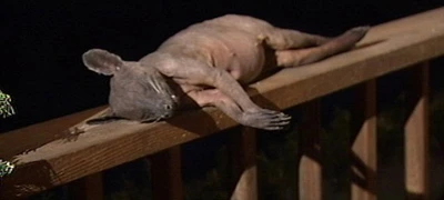 Bắt được quái thú Chupacabra huyền thoại? ảnh 1 Bắt được quái thú Chupacabra huyền thoại? ảnh 1