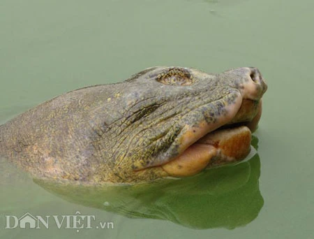 Nắng ấm, rùa Hồ Gươm muốn lên bờ ảnh 1