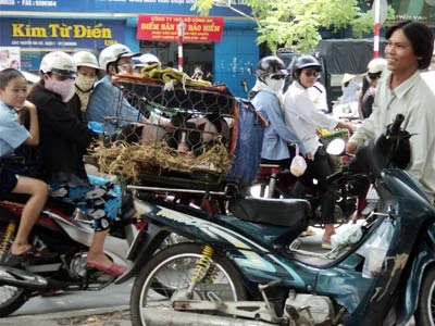 Rước bệnh từ thú chơi heo cảnh ảnh 1