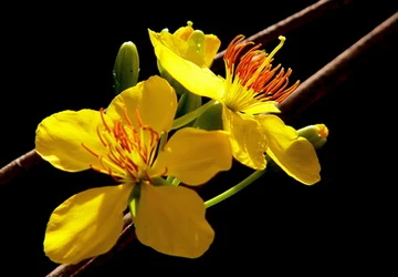 Người trồng mai Tết thấp thỏm vì lo hoa nở sớm ảnh 1