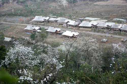 Truyền thuyết hoa Ban ảnh 1