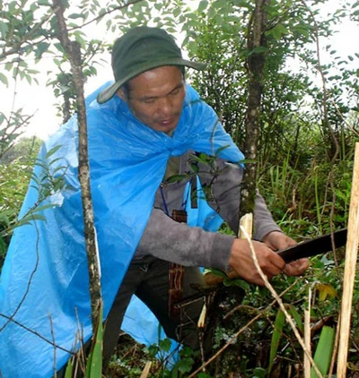 Công dụng kỳ diệu của củ nấm đắt bằng cục vàng- Kỳ 2: Chữa ung thư? ảnh 1