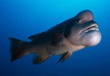 Phát hiện một loài cá xấu xí nhất trong lịch sử ảnh 1