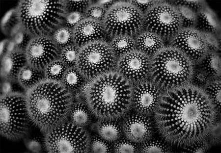 Ảnh đen trắng chụp sao cho ấn tượng ảnh 3