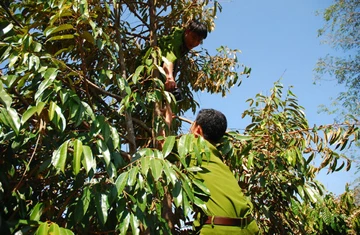 Thực nghiệm hiện trường vụ chó cắn chết người ảnh 1