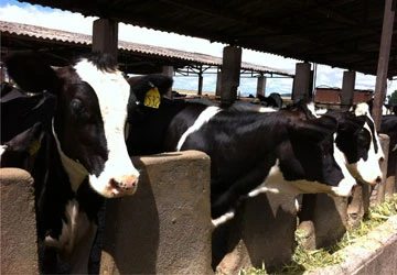 Bò sữa Hà Lan ở Việt Nam ảnh 1 Bò sữa Hà Lan ở Việt Nam ảnh 1