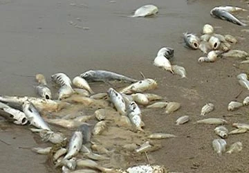 Quảng Ngãi: Cá chết trắng sông Trà Khúc ảnh 1