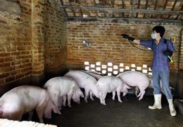 Nghệ An: Tiêu hủy 33 con lợn bị bệnh tai xanh ảnh 1