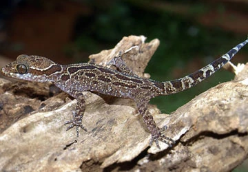 “Khai sinh” cho thằn lằn... gốc Việt ảnh 1