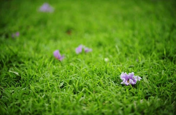 Bằng lăng tím vẫy gọi hè ảnh 3