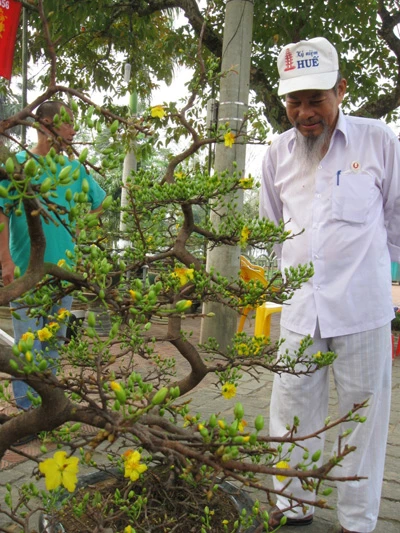 Mai vàng mấy độ xuân về ảnh 2