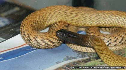 Bị rắn độc nhất thế giới cắn khi tắm biển ảnh 1