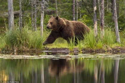 Ngộ nghĩnh gấu xếp hàng, đứng hai chân như người ảnh 7