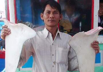 Săn cá mập - Bài 2: Sói biển giữa phong ba ảnh 2 Săn cá mập - Bài 2: Sói biển giữa phong ba ảnh 2