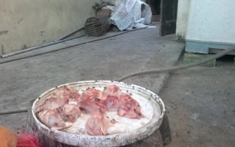 Kỳ 2: Tận mắt xem "tát hổ, nhổ râu hùm" ảnh 1