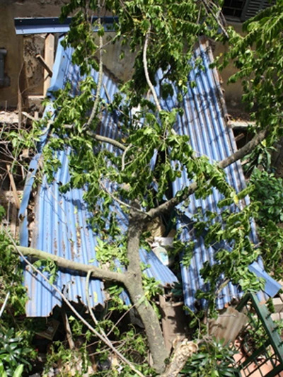 Cành lan cổ thụ gãy gục, đè bẹp một căn bếp ảnh 1