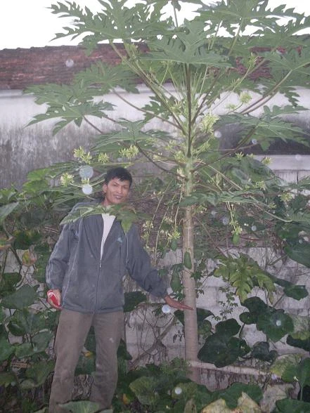 Đổ xô đi xem hiện tượng lạ: Cây đu đủ "đực" ra quả ảnh 1