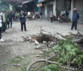 Xem chặt cây bị cây rơi đè chết ảnh 1