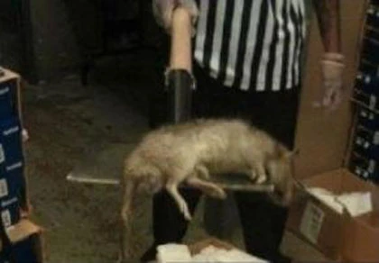 Rùng mình chuột thành phố to như… mèo ảnh 1