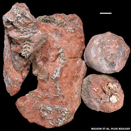 Phát hiện hóa thạch rắn ăn thịt khủng long ảnh 2