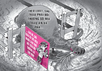 Trâu phá chuồng ăn mía hàng xóm ảnh 1