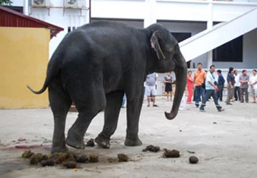 Voi giẫm chết người, chủ voi phải chịu tội? ảnh 1