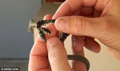 Phát hiện rắn 2 đầu tí hon ảnh 2