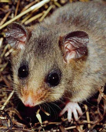 13 loài thú có vú hiếm và lạ ảnh 4 13 loài thú có vú hiếm và lạ ảnh 4