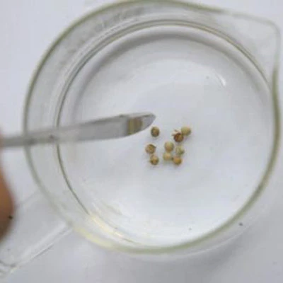 Phát hoảng với hạt tiêu làm từ... bùn ảnh 1