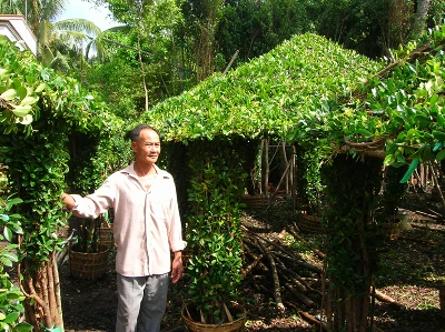 “Đại gia” cây cảnh đồng bằng ảnh 2