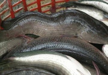 Khổ vì cá lóc bị gù lưng ảnh 1