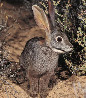 13 loài thú có vú hiếm và lạ ảnh 6 13 loài thú có vú hiếm và lạ ảnh 6