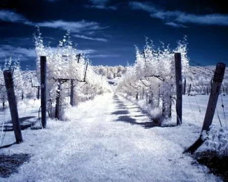 Độ tương phản màu đẹp lạ qua ảnh hồng ngoại ảnh 19