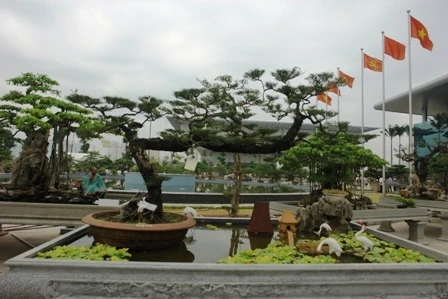 Vỡ trận “siêu cây triệu đô”, đại gia đi nuôi vịt ảnh 5