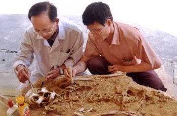 Di chỉ vượn người trên 10.000 năm ở Việt Nam ảnh 1