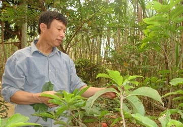 Thầy lang xứ Mường - Kỳ 3: “Thần y” chữa bỏng ảnh 1