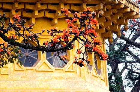 Tháng Ba, hoa gạo khoe sắc ảnh 6